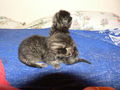 Katzenbabies 37182846