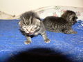 Katzenbabies 37182918