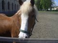 tiere und hippotherapie fotos 18011362