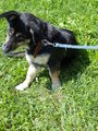 mei hund!!! 38209262