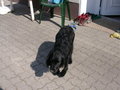 unser Hund 17926913