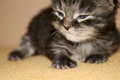 baby katze 28172144