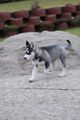 My Husky Akima 55460858