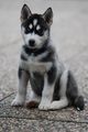 My Husky Akima 55460860