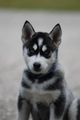 My Husky Akima 55460862