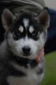 My Husky Akima 55460864