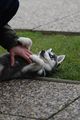 My Husky Akima 55460867