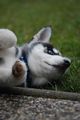 My Husky Akima 55460869