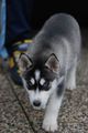 My Husky Akima 55460880