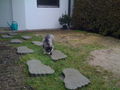 My Husky Akima 61368669