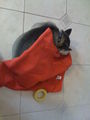 My Husky Akima 61368673
