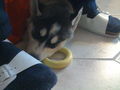 My Husky Akima 61368679