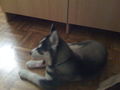 My Husky Akima 61368684