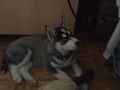 My Husky Akima 61368689