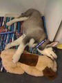 My Husky Akima 61368694