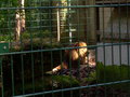 Tierpark Haag 19975170