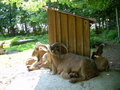 Tierpark Haag 19975175