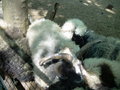 Tierpark Haag 19975179