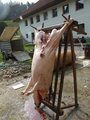 das Schwein muss sterben 18875683