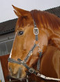 --REITEN-- 16666032