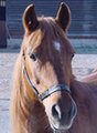 --REITEN-- 16666039