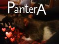 ♥мєιηє яαттєє [PanтerA]♥ 74541085