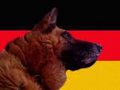Pit Bull und Deutscher Schäferhund 18564284