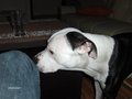 PIT BULLS 27404205