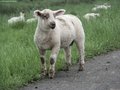 HappySheepy - Fotoalbum