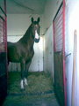 my horse 16611772