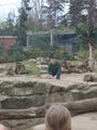 Zoologischer Tiegarten Berlin 18019033