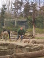 Zoologischer Tiegarten Berlin 18019168