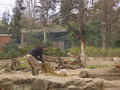 Zoologischer Tiegarten Berlin 18019225