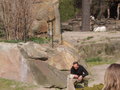 Zoologischer Tiegarten Berlin 18020143