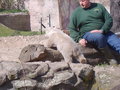 Zoologischer Tiegarten Berlin 18020713