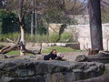 Zoologischer Tiegarten Berlin 18021105