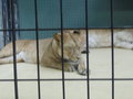 Zoologischer Tiegarten Berlin 18035947