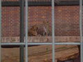 Zoologischer Tiegarten Berlin 18036034