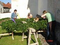 Maibaum aufstellen bei mir daham 19545486