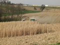 Miscanthus Ernte 2008 52854853