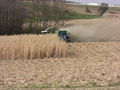 Miscanthus Ernte 2008 52854941