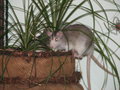 ratten 28724001