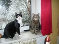 Meine Katzen 37102220