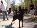 Hundeausstellung .. 32006927