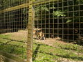 tierpark 65378763