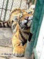 Tigertreffen =) 20274123