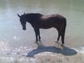 mY hOrSe ... ? 46437139