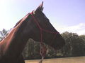 mY hOrSe ... ? 46437145