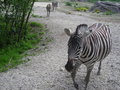 Zoo Schmiding 1.Mai 19104571