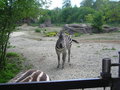 Zoo Schmiding 1.Mai 19104883